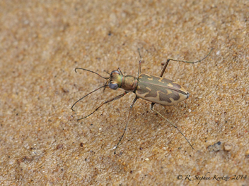 Ellipsoptera cuprascens